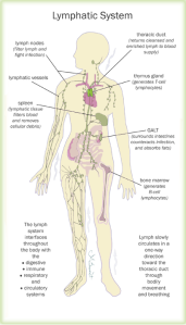 lymphatic-system3